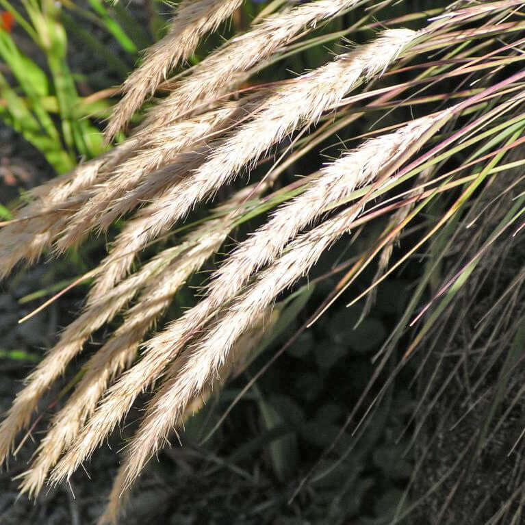 Mendocino Reed Grass (7918135181567)